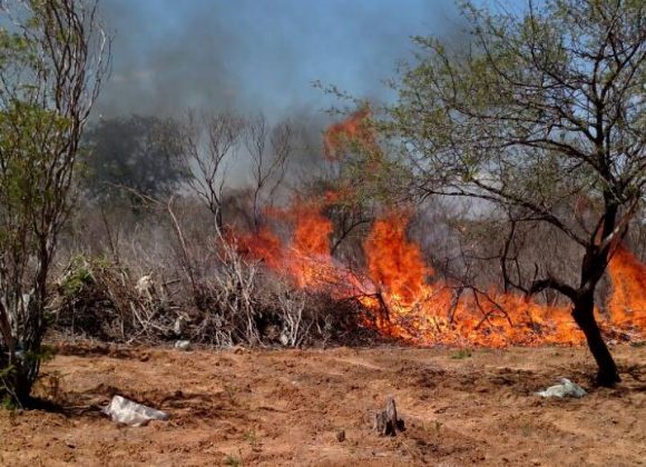  Polícia prende homem e destrói plantação com 4 mil pés de maconha em Juazeiro