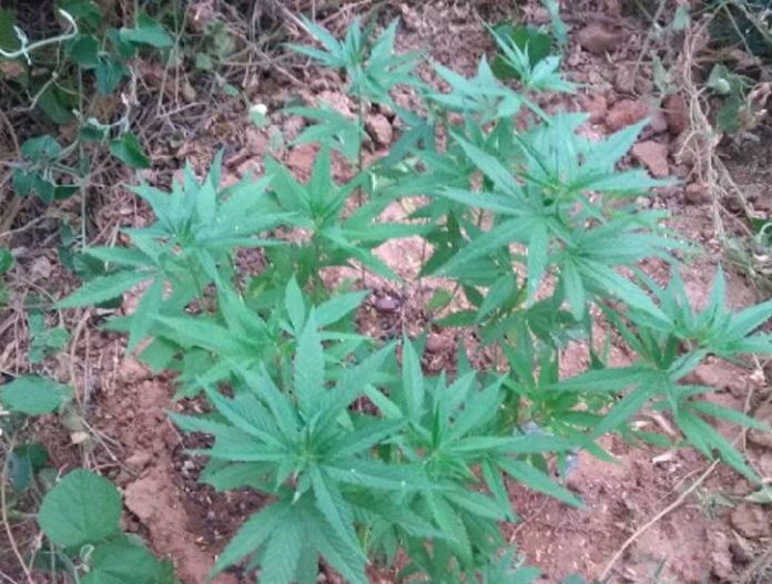  Polícia erradica plantação de maconha ao lado de residencial do ‘Minha Casa, Minha Vida’ em Juazeiro