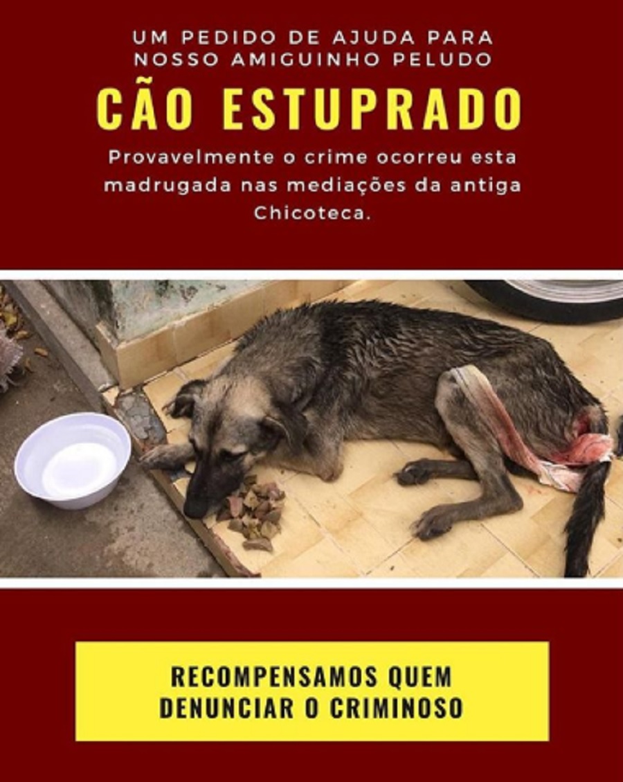  Cachorro é estuprado em Remanso e gera revolta