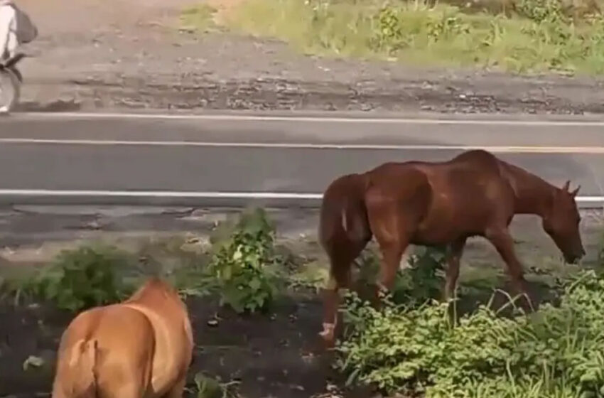  Prefeitura de cidade da Bahia autoriza que animais abandonados sejam abatidos